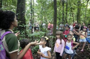 Lei institui campanha Junho Verde, para conscientização ambiental