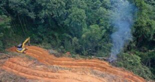 Amazônia bate novo recorde de desmatamento no 1º semestre de 2022