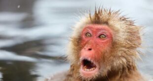 Macaco que atacou 10 pessoas é procurado pela polícia no Japão