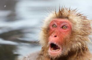Macaco que atacou 10 pessoas é procurado pela polícia no Japão