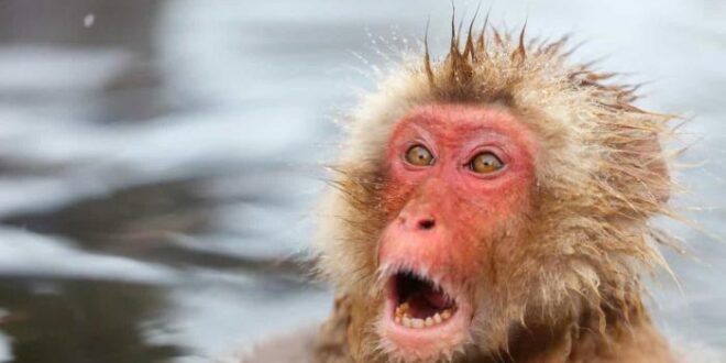 Macaco que atacou 10 pessoas é procurado pela polícia no Japão