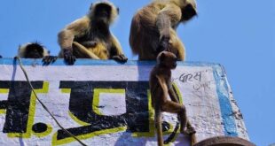 Macacos sequestram bebê de quatro meses e o jogam de telhado; episódio foi registrado na Índia