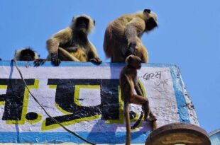 Macacos sequestram bebê de quatro meses e o jogam de telhado; episódio foi registrado na Índia