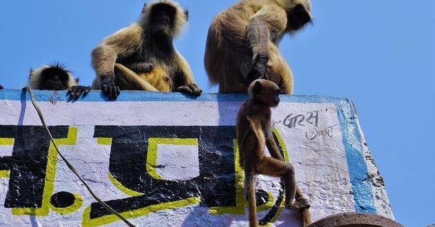 Macacos sequestram bebê de quatro meses e o jogam de telhado; episódio foi registrado na Índia