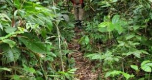 Em Sena, dois moradores desaparecem em área de mata; um deles tem 14 anos