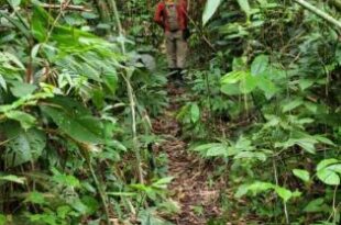 Em Sena, dois moradores desaparecem em área de mata; um deles tem 14 anos