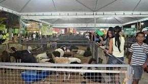 Caminhos do Agro mostrará produção rural e animal do Acre na Expoacre 2022