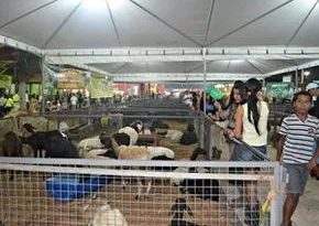 Caminhos do Agro mostrará produção rural e animal do Acre na Expoacre 2022