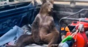 Filhote de urso é resgatado após comer mel alucinógeno na Turquia