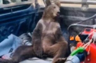 Filhote de urso é resgatado após comer mel alucinógeno na Turquia