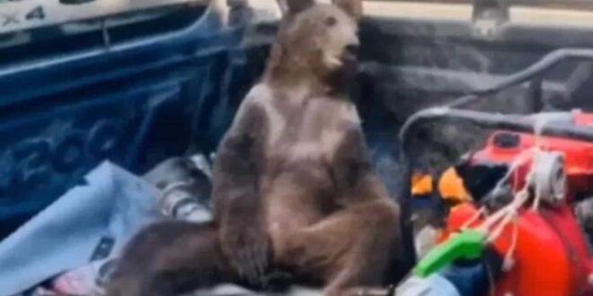 Filhote de urso é resgatado após comer mel alucinógeno na Turquia