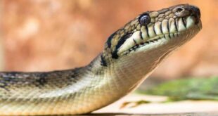 Menina de 2 anos é atacada por cobra... e a morde de volta