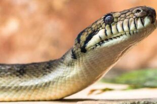 Menina de 2 anos é atacada por cobra... e a morde de volta