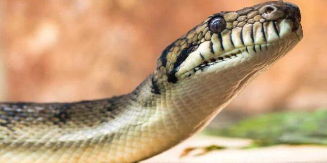 Menina de 2 anos é atacada por cobra... e a morde de volta