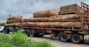 Carreta com toras de madeira e sem nota fiscal é apreendida na BR-364