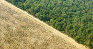 Amazônia tem mais de 3 milhões de km de estradas clandestinas, indica estudo