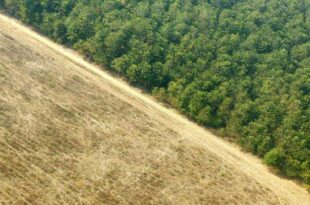 Amazônia tem mais de 3 milhões de km de estradas clandestinas, indica estudo