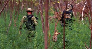 Rio Branco-PF investiga grupo criminoso responsável por crimes ambientais