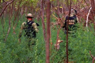 Rio Branco-PF investiga grupo criminoso responsável por crimes ambientais
