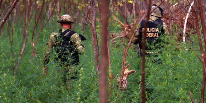 Rio Branco-PF investiga grupo criminoso responsável por crimes ambientais