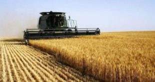 Autossuficiência na produção de trigo será alcançada em até 5 anos