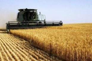 Autossuficiência na produção de trigo será alcançada em até 5 anos