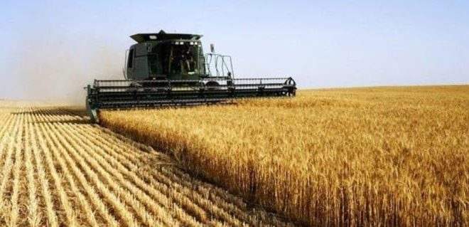 Autossuficiência na produção de trigo será alcançada em até 5 anos