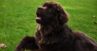Cachorro fareja câncer de mama da dona e salva a vida dela