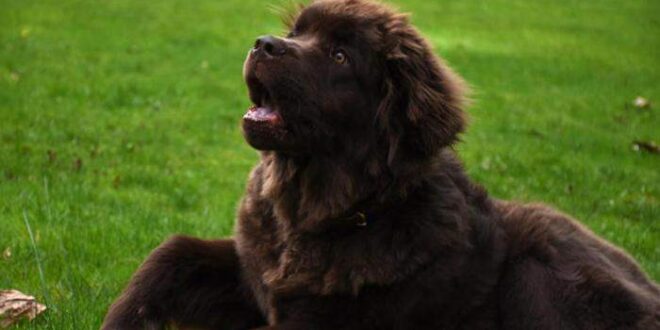 Cachorro fareja câncer de mama da dona e salva a vida dela