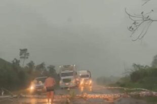 Árvore cai no meio da estrada e interrompe tráfego entre Manoel Urbano e Feijó- veja o vídeo