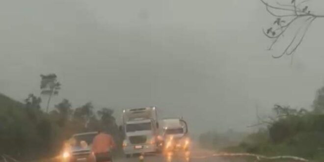 Árvore cai no meio da estrada e interrompe tráfego entre Manoel Urbano e Feijó- veja o vídeo
