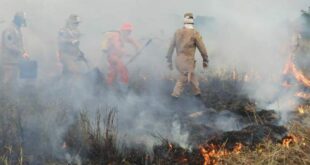 Corpo de Bombeiros lança Brigadas Comunitárias para combate a incêndios florestais