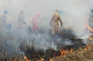 Corpo de Bombeiros lança Brigadas Comunitárias para combate a incêndios florestais