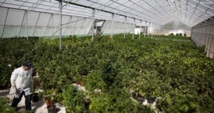 Líbano autoriza cultivo de maconha para recuperar economia