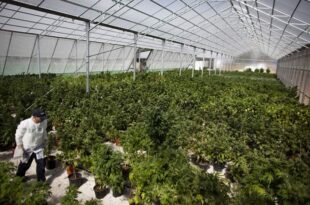 Líbano autoriza cultivo de maconha para recuperar economia