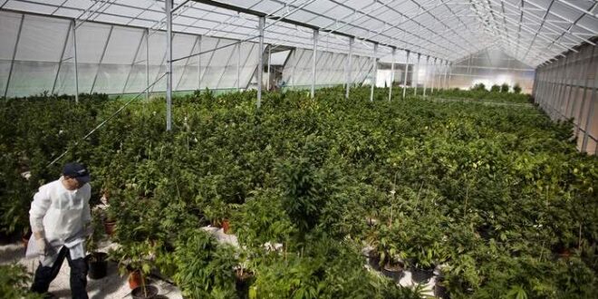 Líbano autoriza cultivo de maconha para recuperar economia