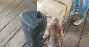 Com ajuda de cão policial Duke, caixa de som ‘recheada’ com 5kg de cocaína é apreendida no Acre
