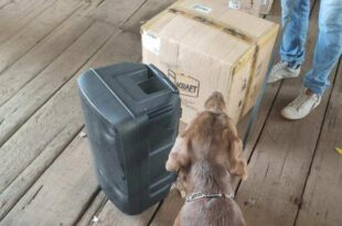Com ajuda de cão policial Duke, caixa de som ‘recheada’ com 5kg de cocaína é apreendida no Acre