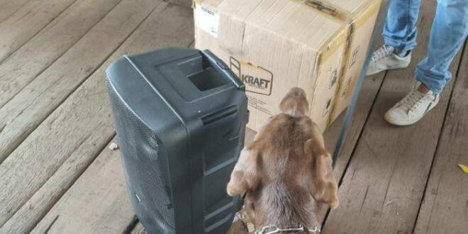 Com ajuda de cão policial Duke, caixa de som ‘recheada’ com 5kg de cocaína é apreendida no Acre