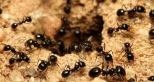 Donas do mundo: 20 quatrilhões de formigas vagam pelo planeta