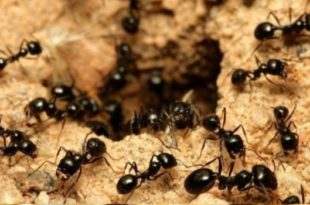 Donas do mundo: 20 quatrilhões de formigas vagam pelo planeta