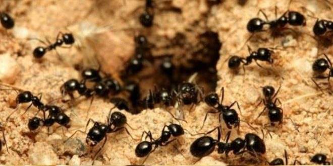 Donas do mundo: 20 quatrilhões de formigas vagam pelo planeta