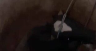 Boi é resgatado de poço em Sena Madureira. Veja o vídeo