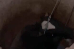 Boi é resgatado de poço em Sena Madureira. Veja o vídeo