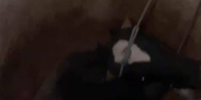 Boi é resgatado de poço em Sena Madureira. Veja o vídeo