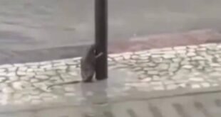 Rato esperto se segura em poste durante vendaval. Assista ao vídeo