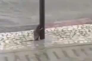 Rato esperto se segura em poste durante vendaval. Assista ao vídeo