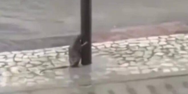 Rato esperto se segura em poste durante vendaval. Assista ao vídeo