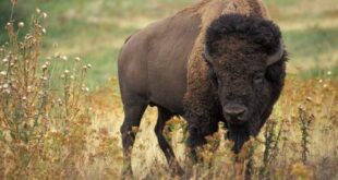 Presidente da Federação Mexicana de Caça atira em búfalo e acaba morto pelo animal