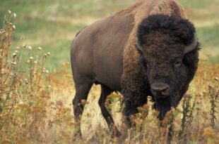 Presidente da Federação Mexicana de Caça atira em búfalo e acaba morto pelo animal